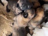Irkının Özelliklerini Taşıyan Belçika Malinois