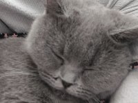 Makul british shorthair sahiplendirme