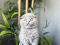 SCOTTISH FOLD YAVRULARIM