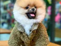 Efsane ayı surat pomeranian