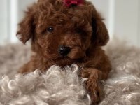 Sevimli Toy Poodle 