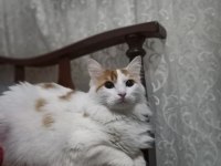 Kısırlaştırılmış dişi kedimiz