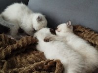 British shorthair blue kedilerim