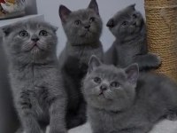 4 tane sevimli yavrumuza sıcak yuva arıyoruz