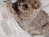 Sahiplendirmek İstiyorum Scottish Fold Kedimizi