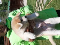 JAPON AKİTA INU YAVRULARİ İSTANBUL 