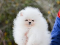 Pomeranian boo yavru köpekler sağlık garantili