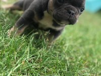 İki güzellik ilanda bir dişi bir erkek french bulldog