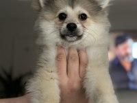 5 aylık pomeranian