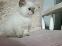 Güzel kedimiz yeni evini bekliyor