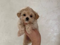 Korean Maltipoo