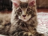 Maine coon erkek yavru