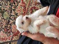 60 günlük orjinal maltese terrier yavrular