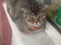 Scottish Fold