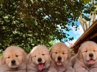 Golden Retriever Yavruları Istanbul     
