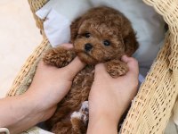 İSTANBULDA KORE TOY POODLE BEBEKLERİM