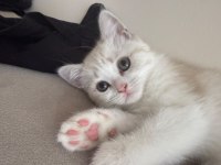 British Shorthair 2 Aylık Dişi