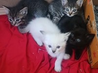 3 aylık siyam bebekleri