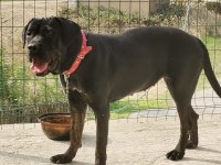 A Class Presa Canario Yavruları