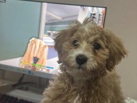 Maltipoo 4 Aylık