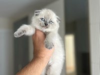 SCOTTISH FOLD BLUE POİNT YAVRULARIM 