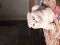 Safkan scottish fold silver ns11