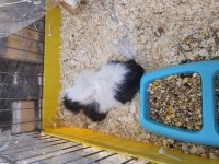 Guinea Pig Yavruları