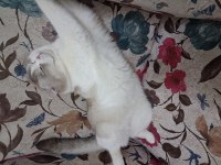 Scottish Fold Kedisi