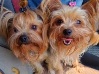 Teacup max 2.300 kg erkek bebek yorkshire terrier köpeği