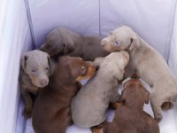 Farklı Olmak İsteyene Egzotik Renk Doberman Bebekler