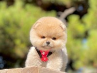 Safkan Pomeranian Boo Yavrularımız