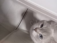 British shorthair 1 yaşında