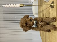 Tüm aşıları tam tuvalet eğitimli ve çipli poodle