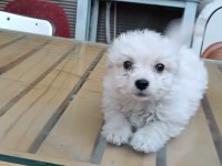 Yavru Terrier Köpeğimiz