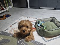 4 aylık maltipoo