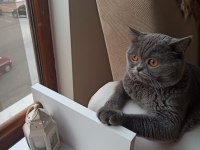 2 yaşında british shorthair erkek