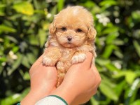 Teacup maltipoo 2.5 aylık dişi yavrumuz