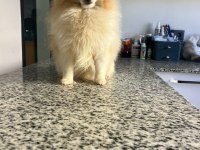 10 aylık pomeranian erkek