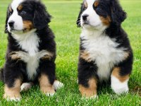 Birinci Sınıf Bernese Yavruları