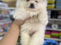 Pomeranian Yavru Köpeklerimiz