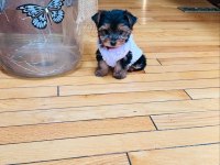 Hipoalerjenik tüylere sahip yavru köpekler