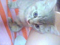 British Shorthair Kedisi