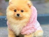 Pomeranian boo yeni yuvasını bekliyor