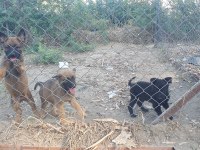 Erkek ve Dişi SAFKAN Malinois