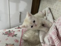 GÜZEL YAVRULARIMIZ YUVALARINI ARIYOR BRİTİSH SHORTHAİR