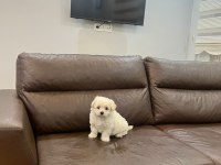 2 buçuk aylık maltipoo
