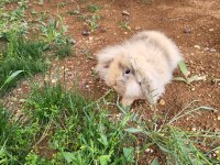 5 Aylık Tavşanımızı Sahiplendirme