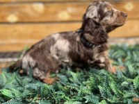 Merle Renk Mini Dachshund (Sosis Köpek) Yavrusu