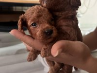 20 günlük safkan dişi ve erkek poodle yavrular