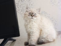 Pofuduk pati british longhair